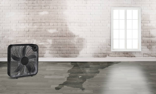 Best Mold removal after water damage  in Medford Lakes, NJ